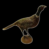 Taxidermy Pheasant Mount. Vintage item and will look aged.Vintage item and will look aged.  This item is posted and managed courtesy of Bonanza  MPN: does not applyBird Type: Pheasan