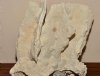 large yellow elephant ear coral specimin nautical display sculpture natural coral