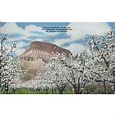 Vintage Postcard Peach Orchard In Bloom, Mt. Garfield in Background, Colorado 9666NFeatures:	• Linen 1930-1950Size: 3.5" x 5.5"Condition: Pre-Owned GoodCondition is consistent with an old or antique paper postcard. It
